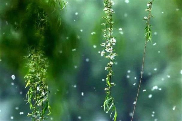 柳花柳絮诗词七首谈谈柳花柳絮柳絮化萍以及水性杨花