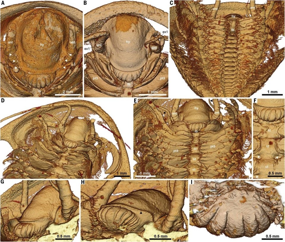 新发现!迄今最详细三叶虫3d模型刷新认知