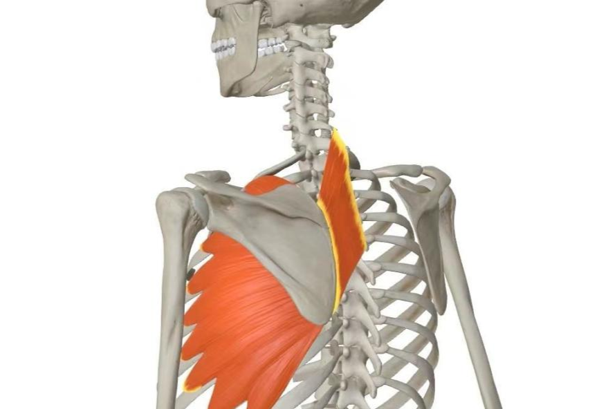 而如果前锯肌,斜方肌肌力不足,则会使肩胛骨失去紧贴胸壁的能力,导致