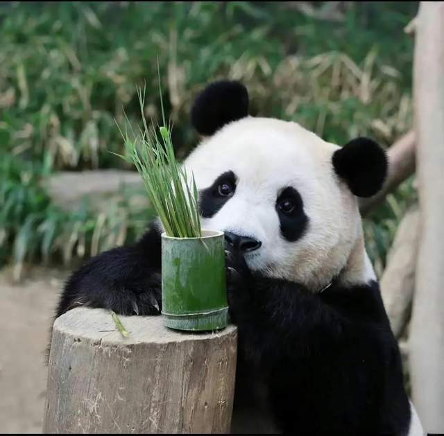 浓妆艳抹熊猫图片