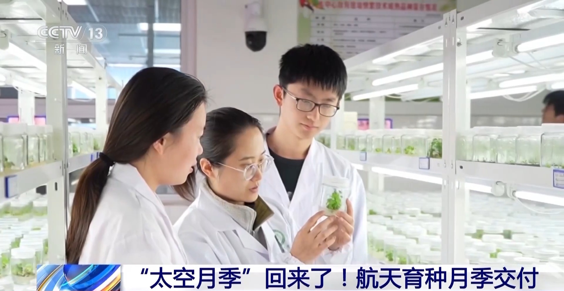 “太空月季”回來了！首批航天誘變月季種子交付南陽 - 