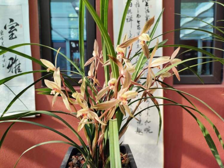 远香仍在滨海芳华金山石化街道举办精品春兰展