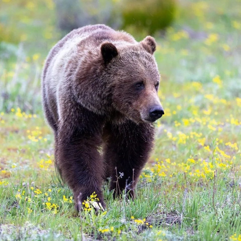 美国一头灰熊靠育儿当上了明星妈妈,还意外拯救了一个族群! _腾讯新闻