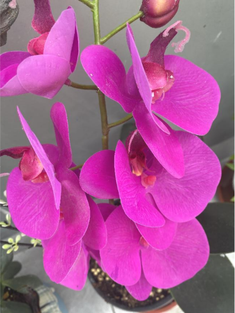 蝴蝶兰兰中皇后