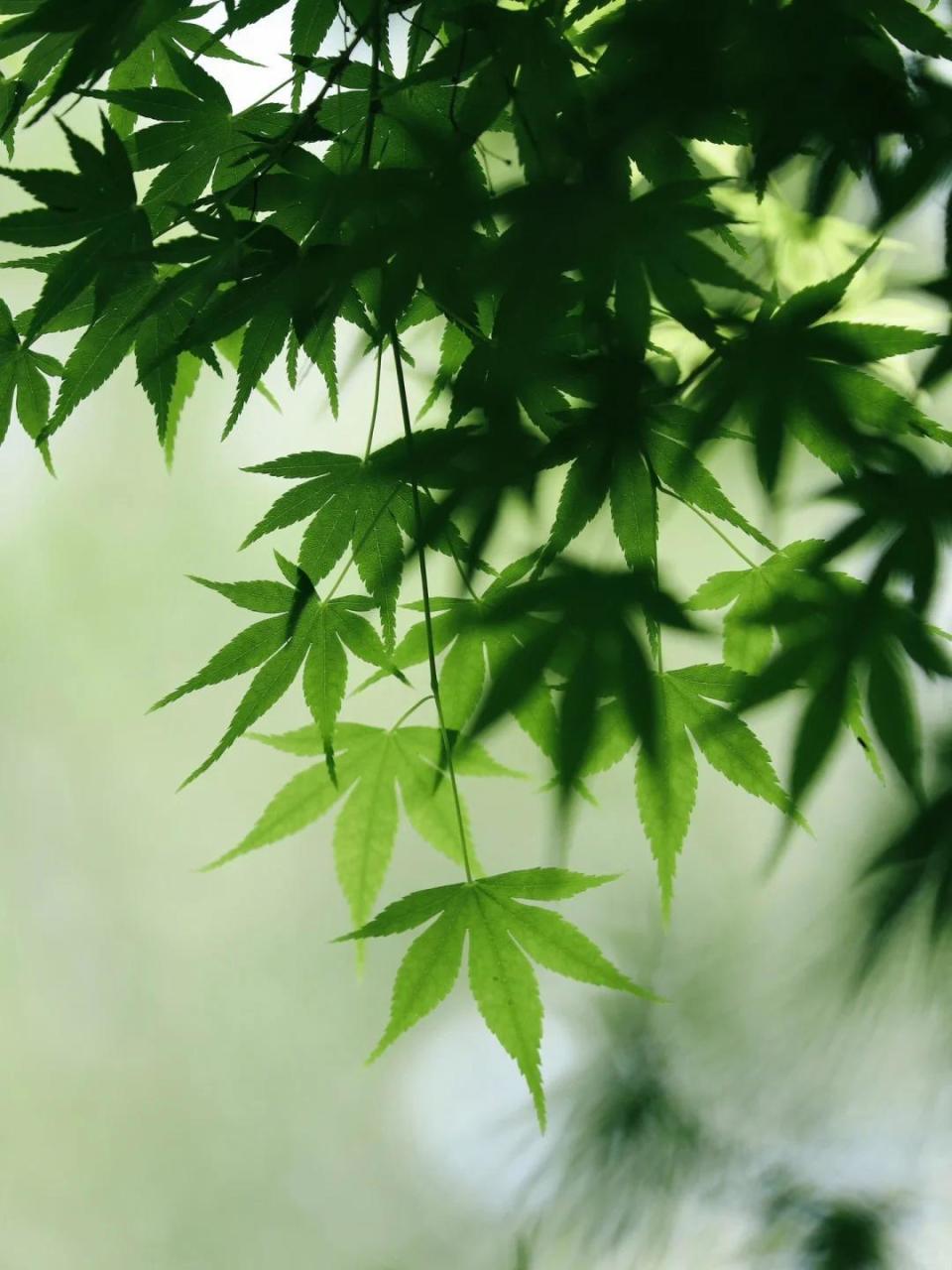 30句克制欲望诗词:妥妥的人间清醒