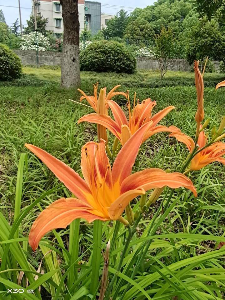 萱草花花葶长于叶,高达1m以上;圆锥花序顶生,有花