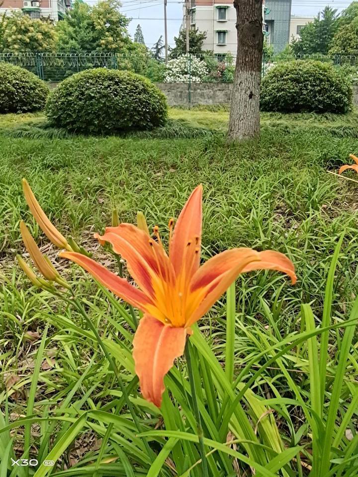 晚潮|又见萱草花