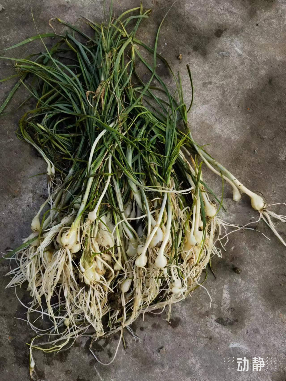 野性贵州 有问必答丨味苦,却下饭,貌丑,有奇效