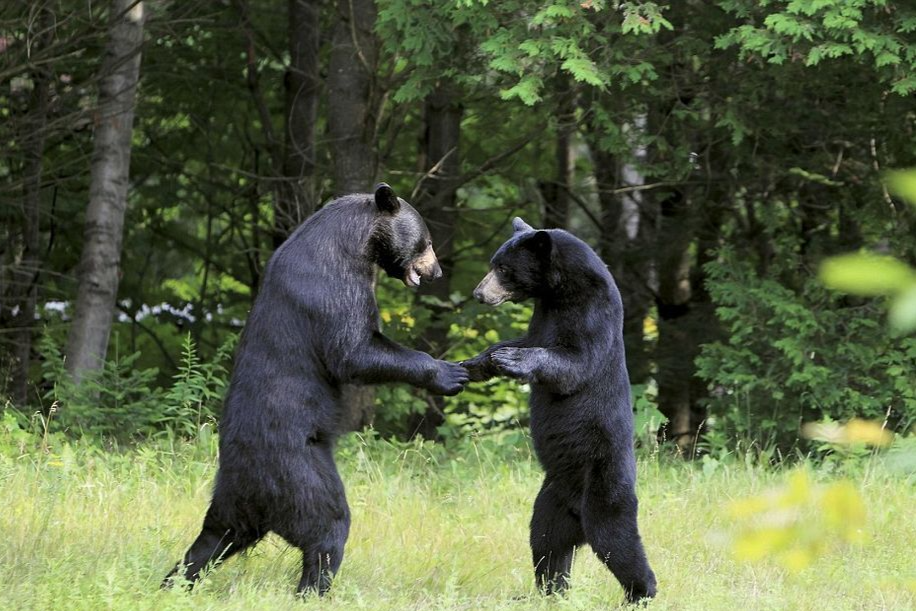美国黑熊一掌拍飞酒店保安被安乐死-腾讯新闻