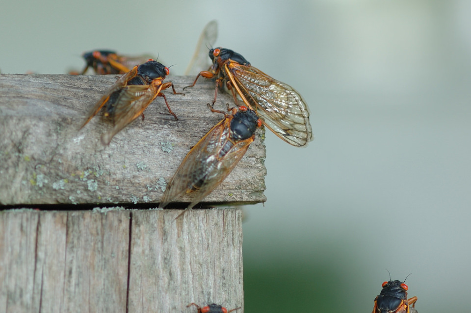221年来最大"蝉灾",到底因何而来?|流浪自然