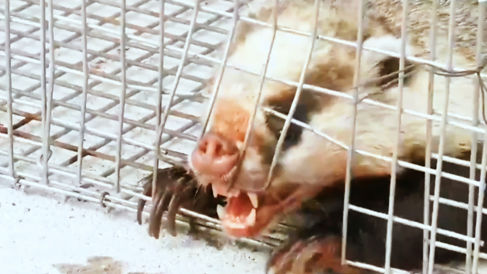 成都一长着猪鼻子的小神兽闯入颐养院,外表呆萌内心 凶猛能咬断铁丝