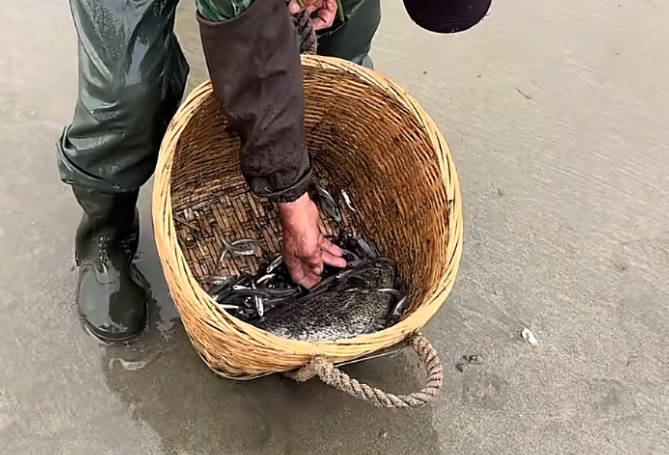 广东大叔钓获10多斤“打铁婆”？直接用手抠鳃，网友：手不想要了？_腾讯新闻