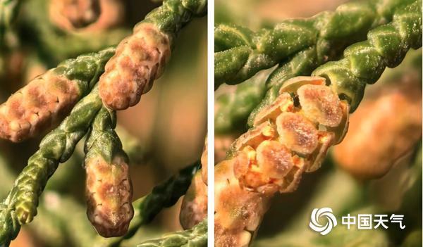 又到一年过敏季！哪些气象条件利于春季花粉传播 如何科学防护？_腾讯新闻