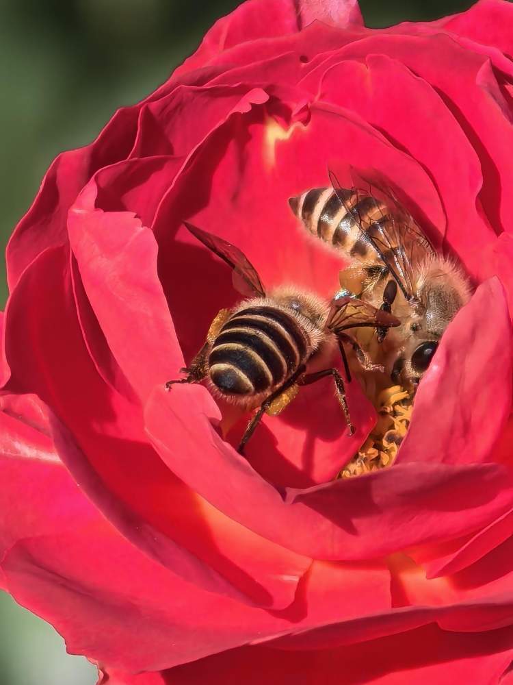 蜜蜂与花朵的共舞