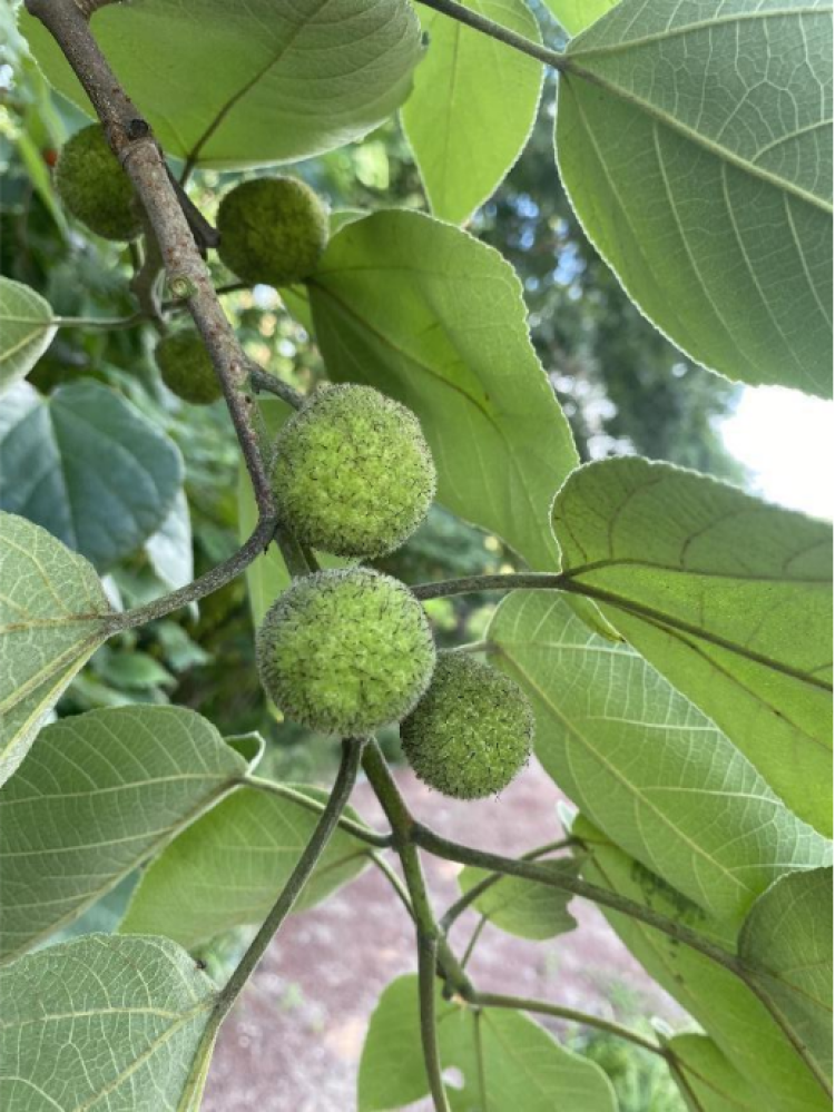 构树美丽朴实