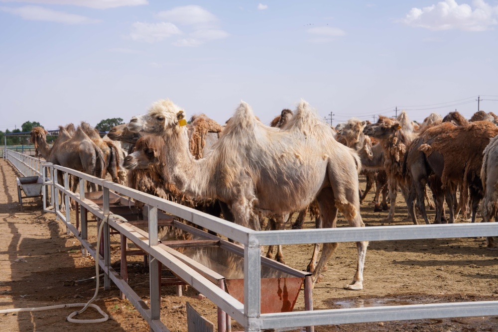 骆驼,作为古丝绸之路上的主要交通工具,是东西方商贸和人文交流的重要