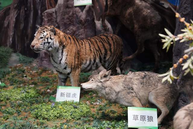 等多种方式,展示了阿克苏地区及各县(市)在传承和弘扬"柯柯牙精神"