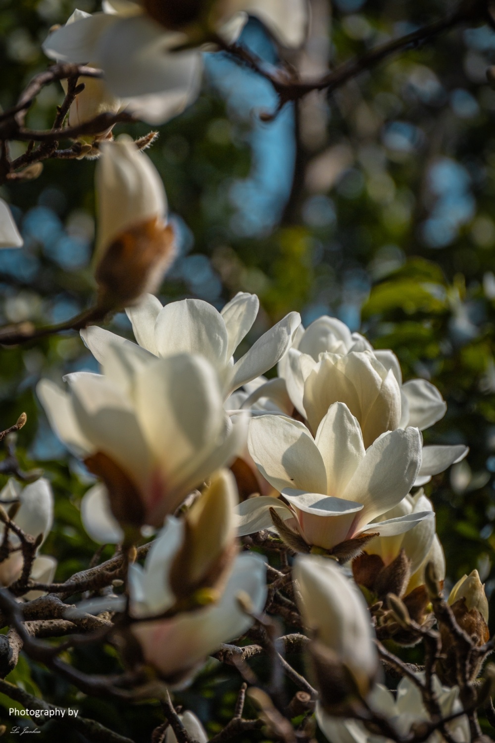 无锡蠡园白玉兰_腾讯新闻