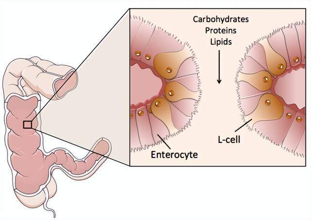 減肥藥物有哪些_藥物減肥_減肥藥物前十名