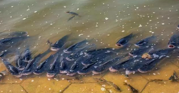 梦境解析，梦见鱼群死亡之预兆