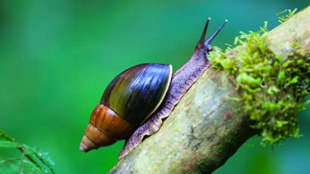 携带多种病菌非洲大蜗牛频现海口,雌雄同体繁殖力惊人,家里发现咋办