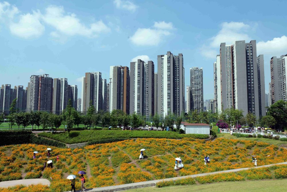 重庆市溉澜溪体育公园格桑花盛开