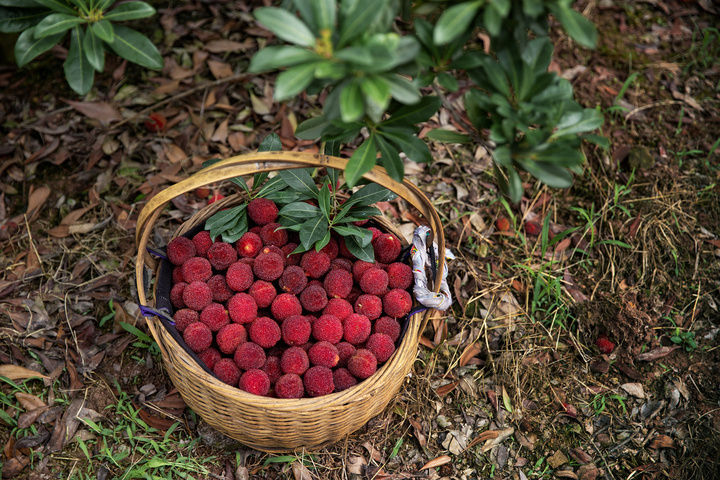 六月"梅"好时光,在"浙"探寻杨梅香甜的气息
