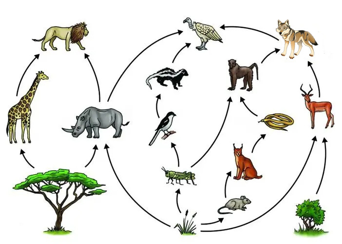狼作为食物链中重要的组成部分,是维护生态平衡的一部分,尤其是在欧洲