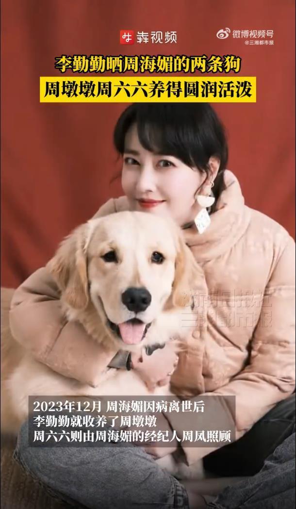 周海媚爱犬被李勤勤养得圆润活泼，李勤勤晒周海媚爱犬近况_腾讯新闻