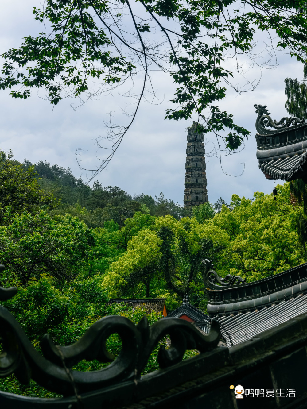 台州国清寺:1400年的隋梅隋塔犹在,不收门票毫无商业化痕迹_腾讯新闻