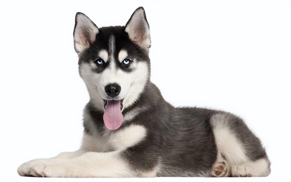 家犬来自哪里？科学家运用古DNA技术找答案_腾讯新闻