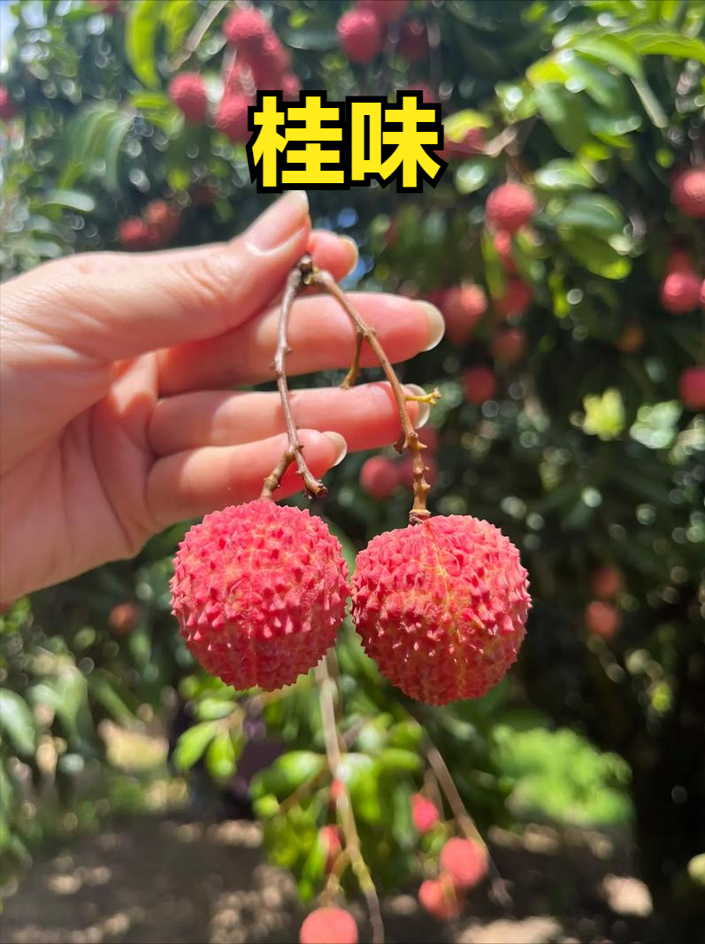 荔枝上市时间表收好！按时间买，从4月吃到7月，月月都有新鲜果_腾讯新闻