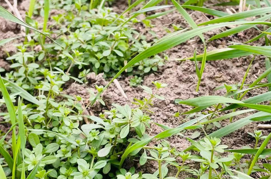小麦返青期除草有"四看",除草更干净,麦苗更安全,农户别犯错_腾讯新闻
