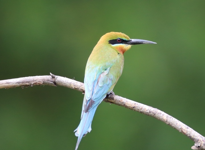 潮声丨摩天大楼间建起自然保护区 "中国最美小鸟"在厦门安家_腾讯新闻