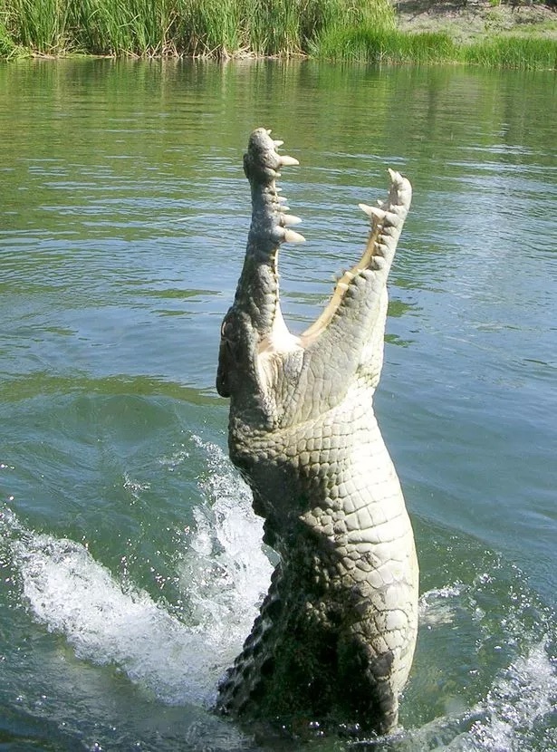 5米湾鳄,河海通吃的鳄鱼之王如何咬出无可匹敌的一口