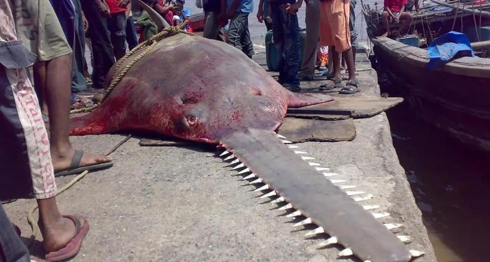 在我国的南海,有一种奇特的鳐鱼——锯鳐,它的头上长有一块又长又扁