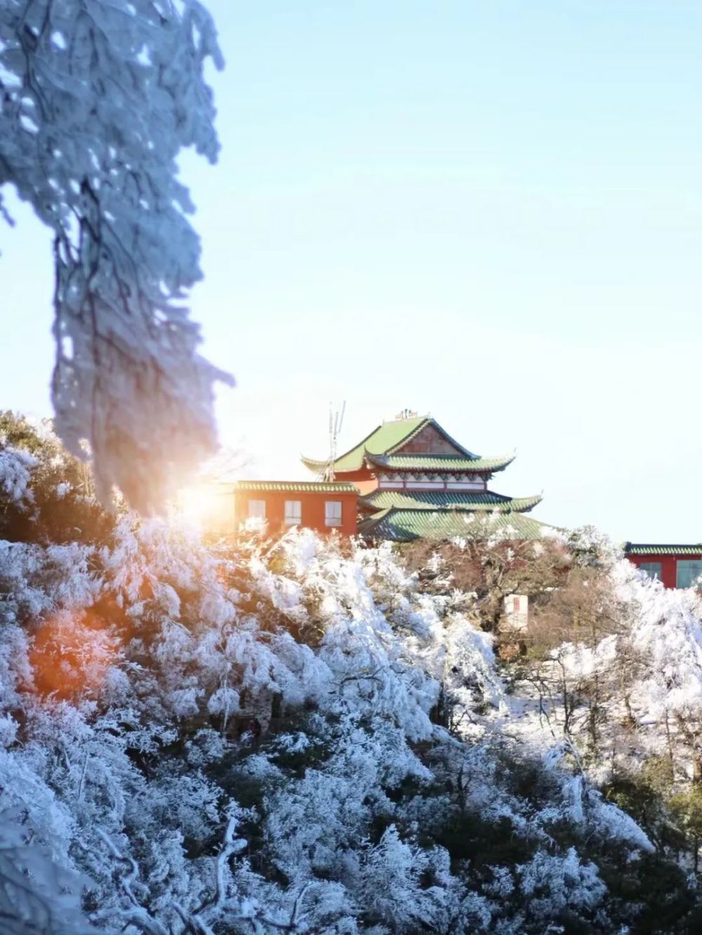 衡山雪松图片