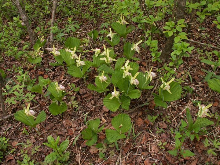 杓兰属是兰科植物中比较原始的类群,对兰科植物系统发育研究有