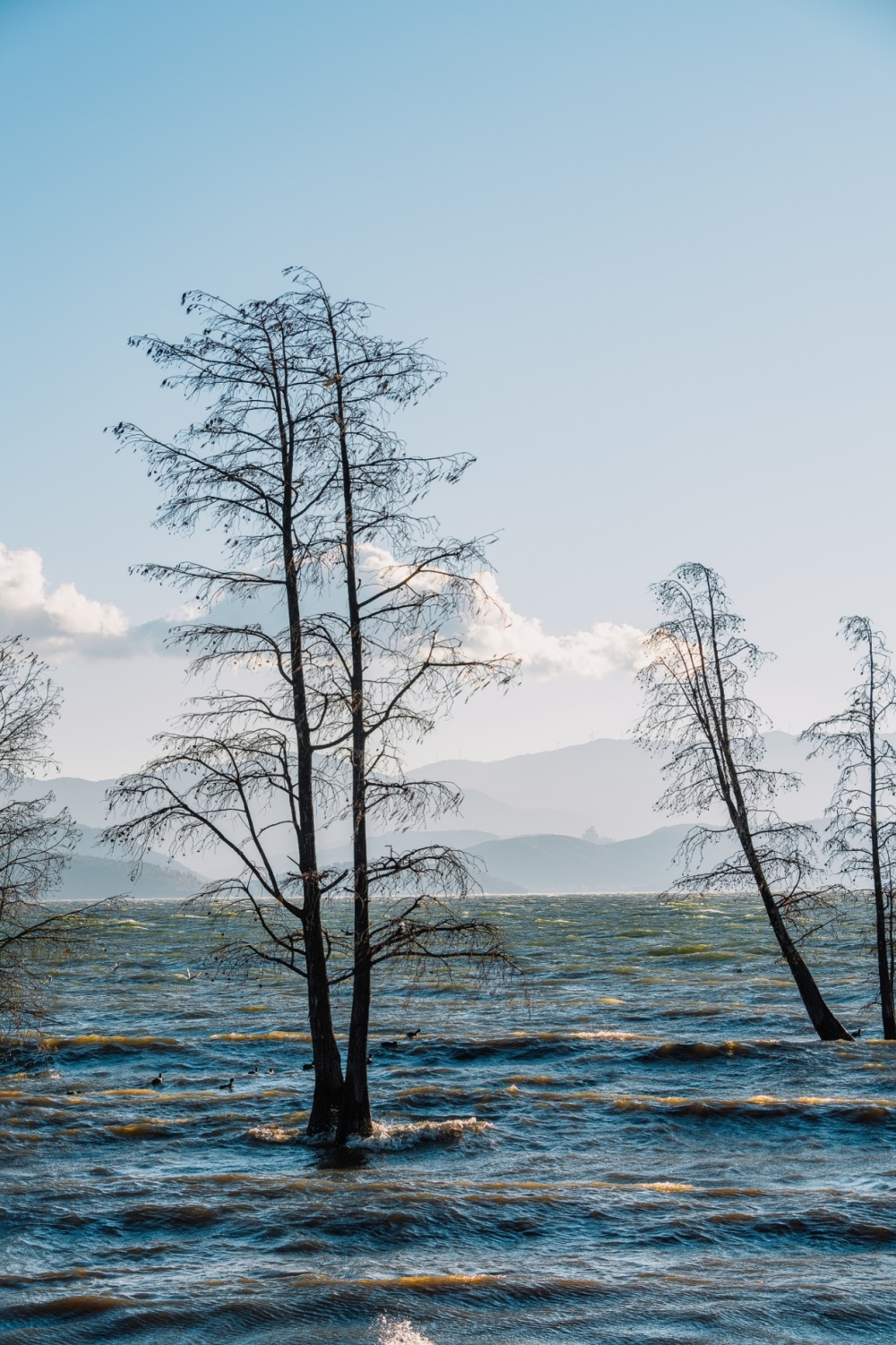 大理洱海的水杉林