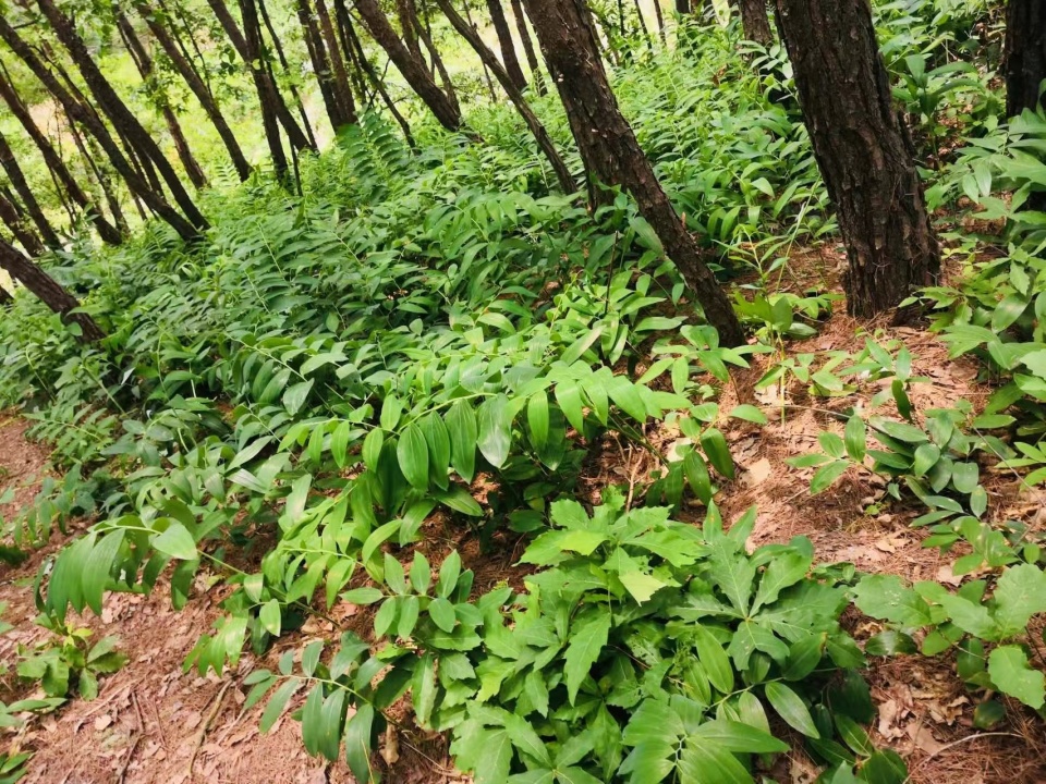 金劲松介绍,按照8元一斤的价格,合作社前期将黄精种苗卖给种植户,然后