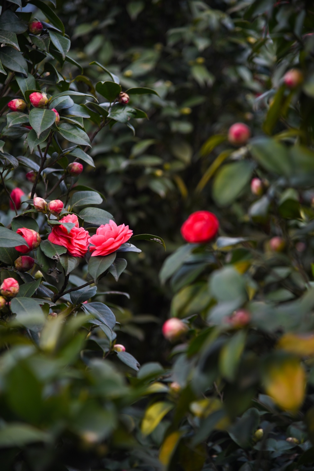 春游雅安蒙顶山,看千亩茶花漫山遍野,还能品明前好茶_腾讯新闻