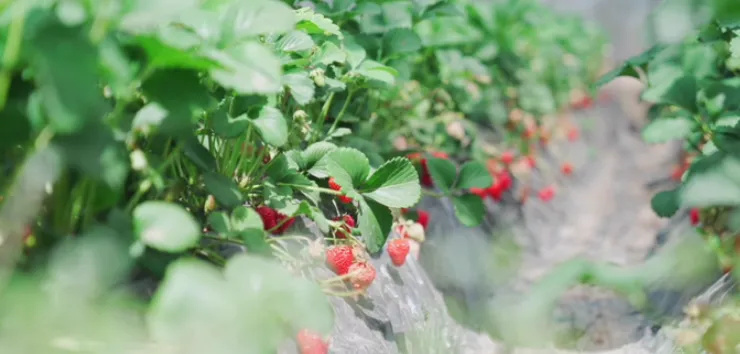 缅甸仰光多地反常降雨;和榜镇下大冰雹,草莓地受损