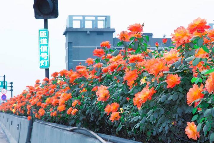 杭州高架月季4月20日到达盛花期,培育它们的"秘密花园"对外开放了
