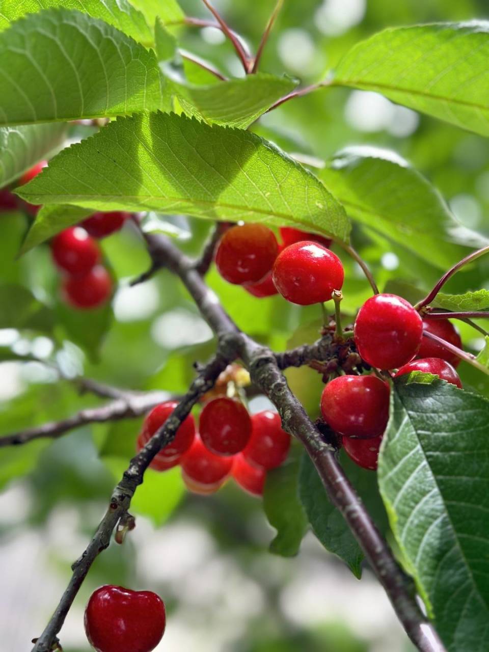 汶川樱桃 摄影 高璐汶川县的高山甜樱桃果大圆润,果实呈肾形,缝合线