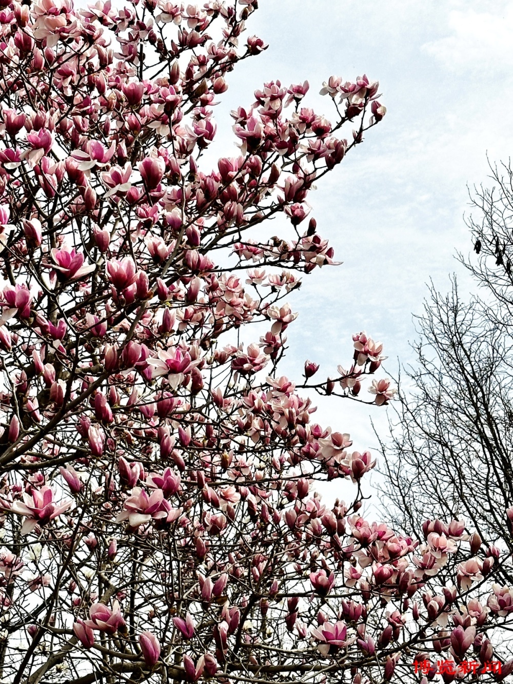 淄博市植物园玉兰花进入最佳观赏期