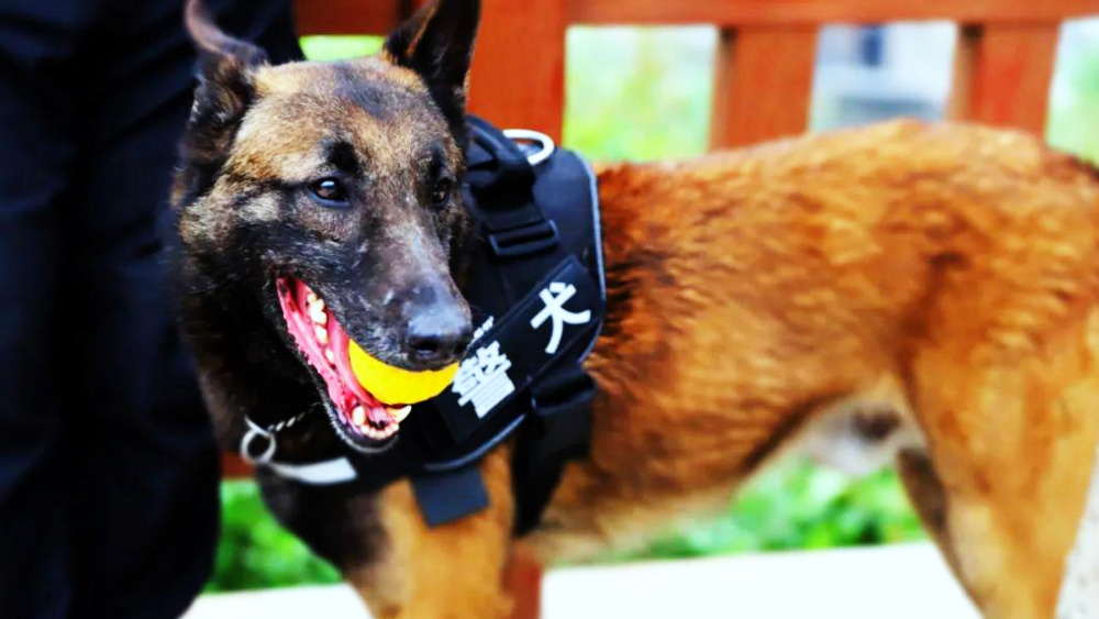 烟台退役警犬看升国旗听口令敬礼,执行力多强?一日服役终身听命_腾讯