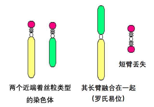 染色体结构变异易位图片