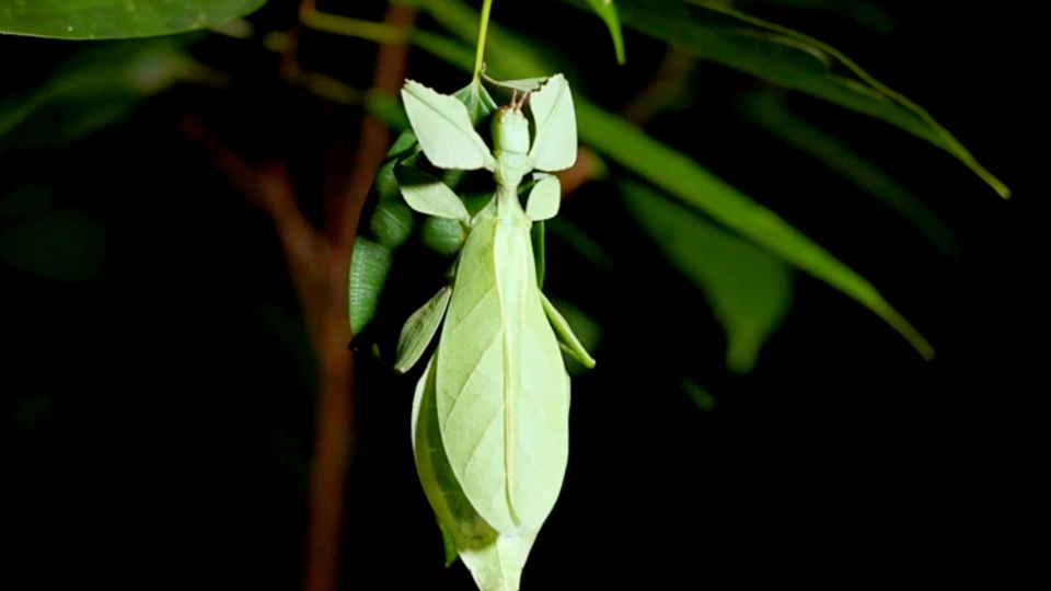 贵州兴义发现树叶昆虫拟态水平有多高连病斑及伤痕都能模拟
