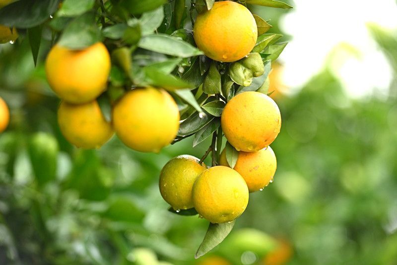 重庆忠县柑橘成熟采摘忙