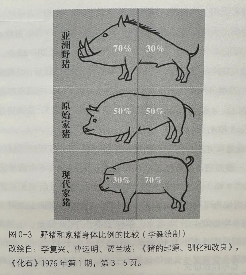 家猪对比图片